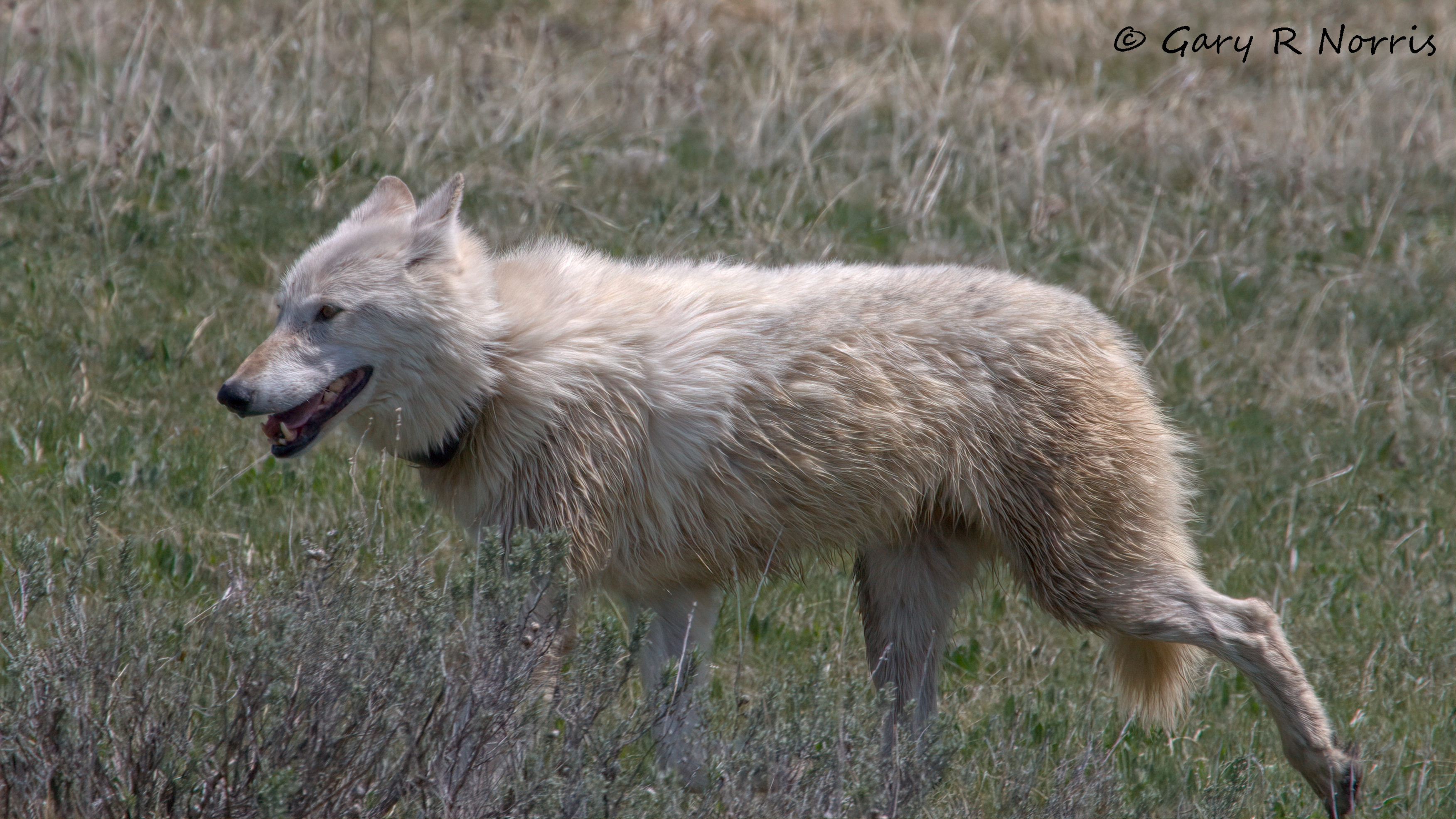 Wolf IMG_7046.jpg