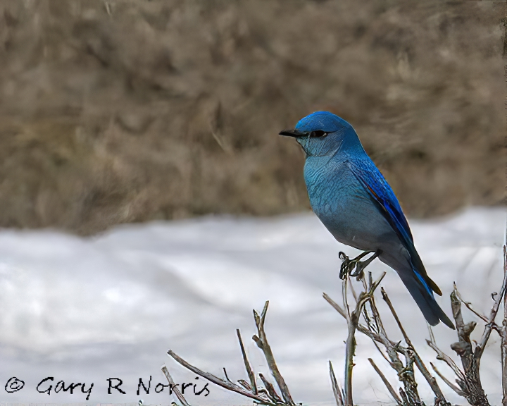 Bluebird, Mountain IMG_1865.jpg