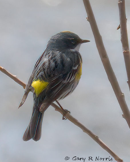 Warbler, Yellow-rumped IMG_22431.jpg