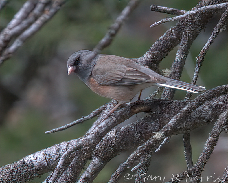 Junco, Dark Eyed IMG_3761.jpg