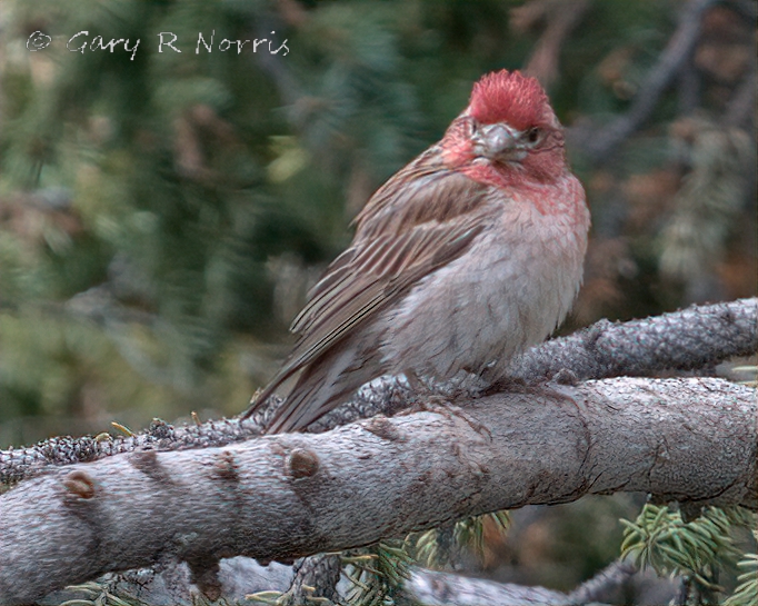 Finch, Cassin's IMG_4602.jpg