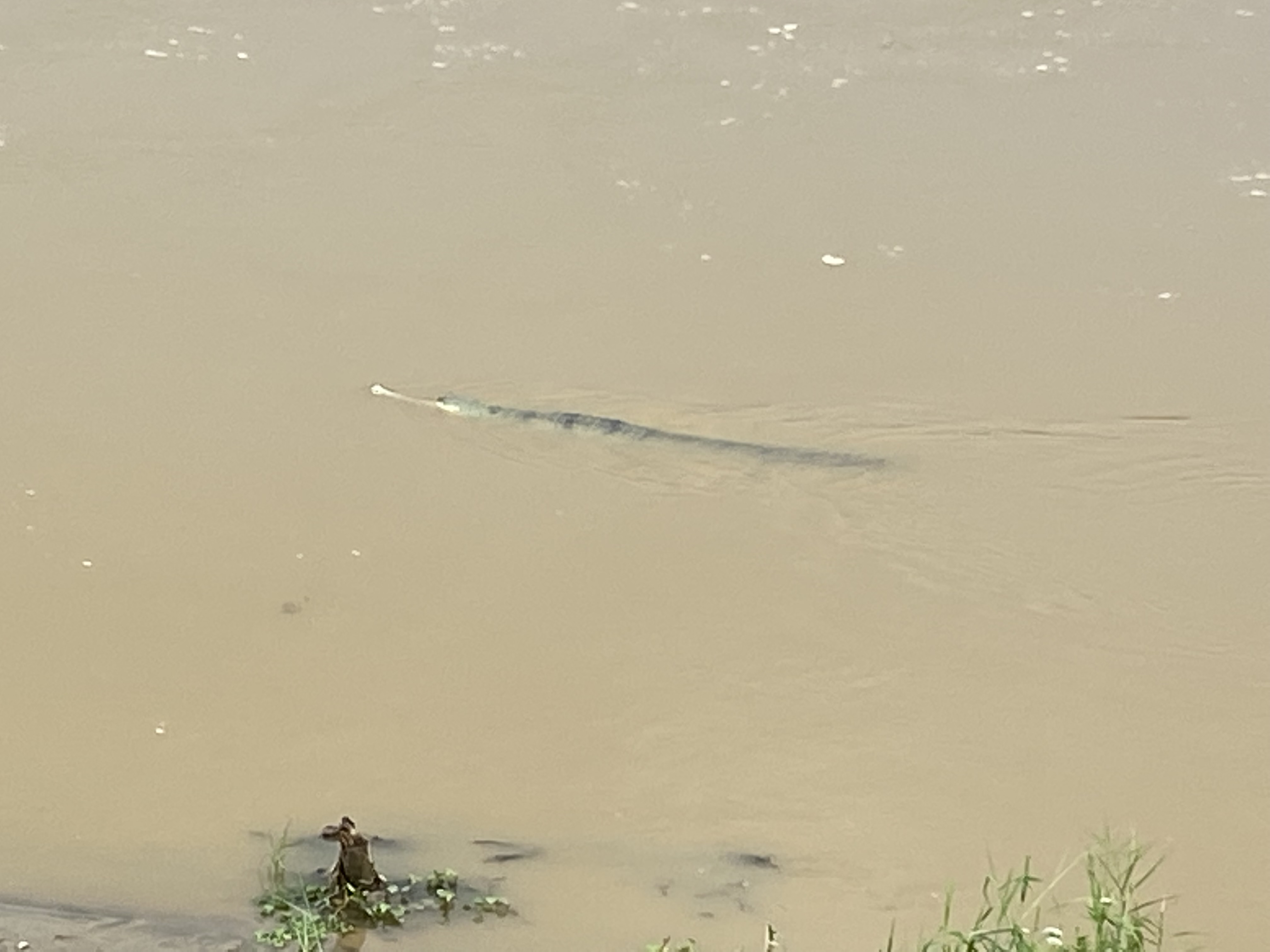 Gharial crocodile - Chitwan National Park, Nepal