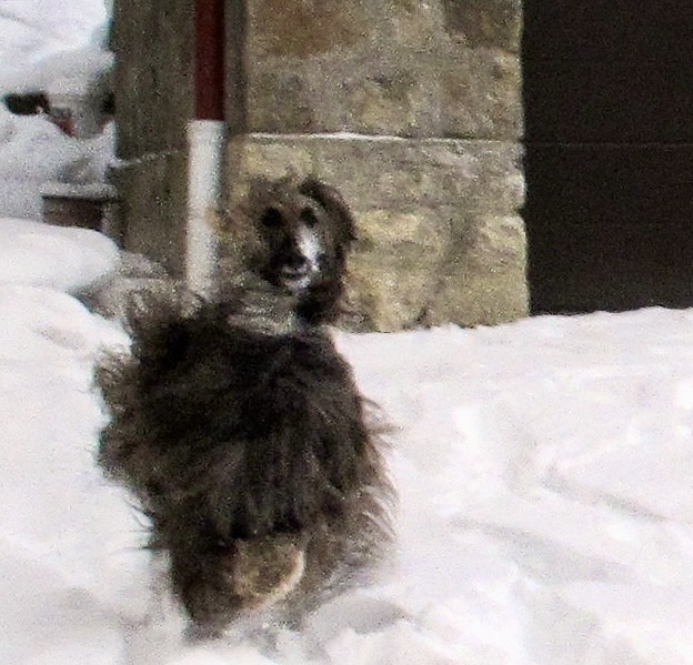 it is nice to run free, snow is beautifull