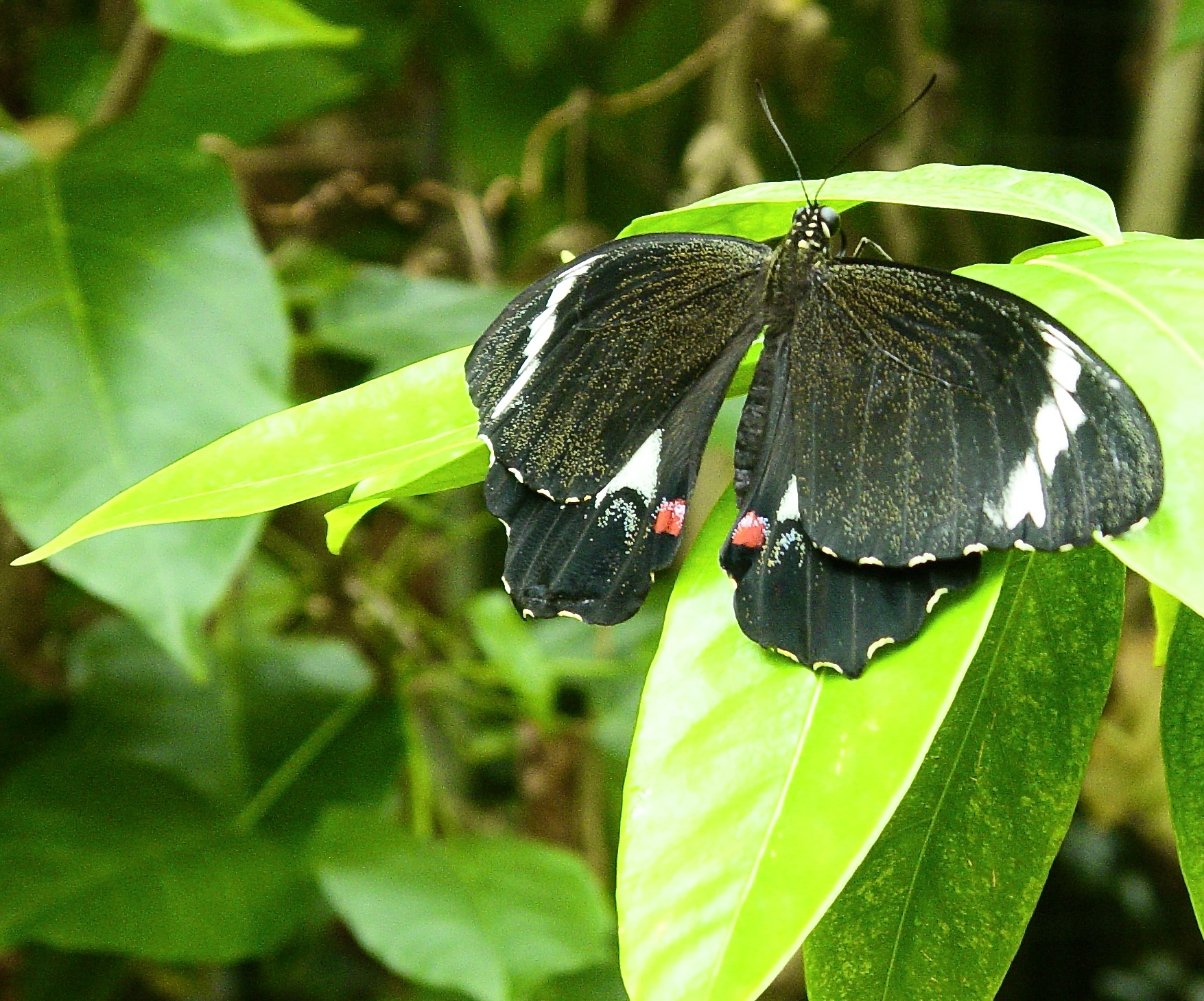 from warm  and humid tropical Butterfly House