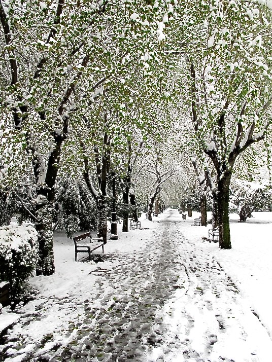 Deserted frozen alley of Titulescu's central Brasov park