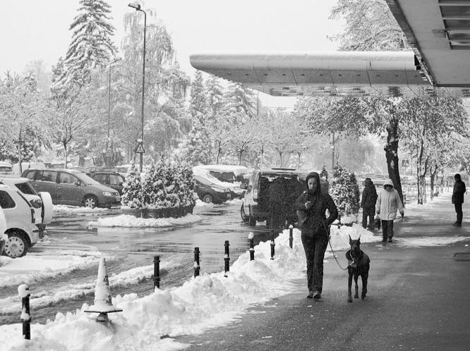 Snow in April - Walking the Dog