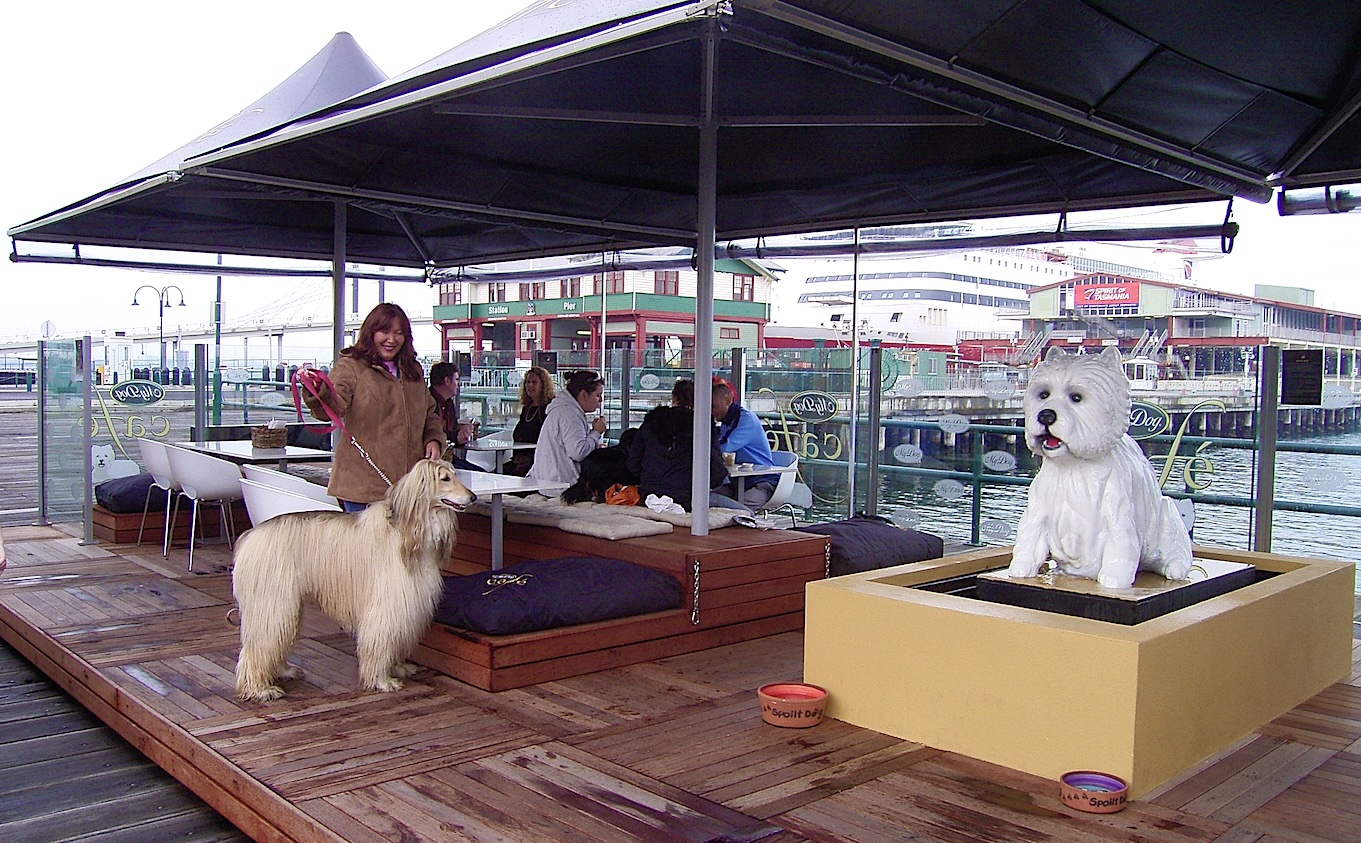 With Phoenix at My Dog Cafe
