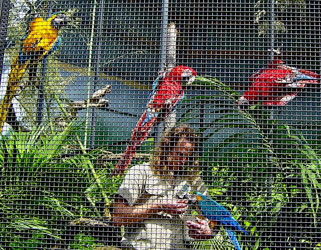 Macaws  superb Aviary
