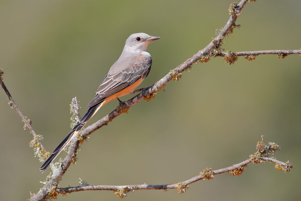 Scissor-tailed Flycatcher