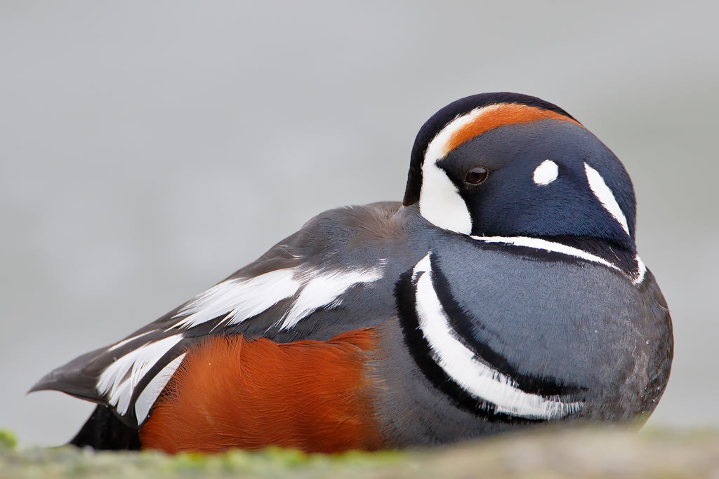 Harlequin Duck