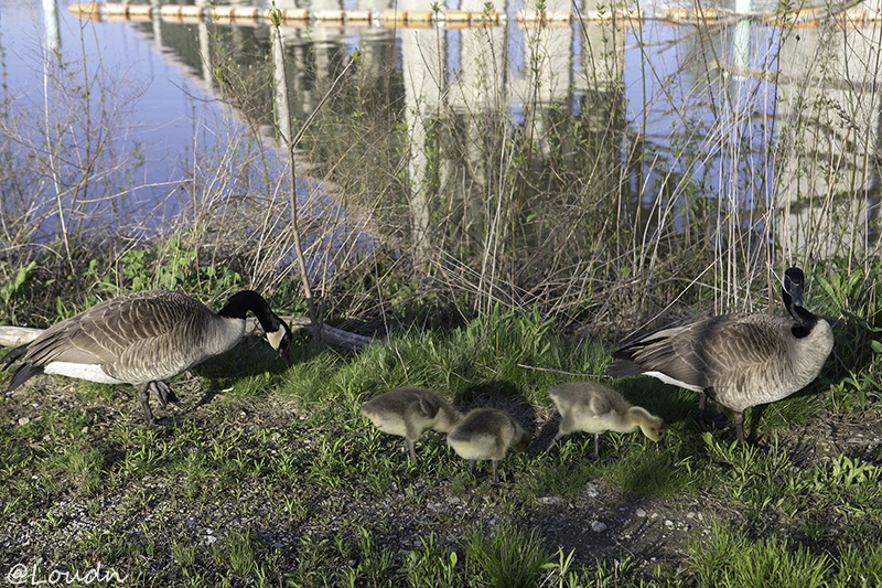 Goose, Geese, Goslings