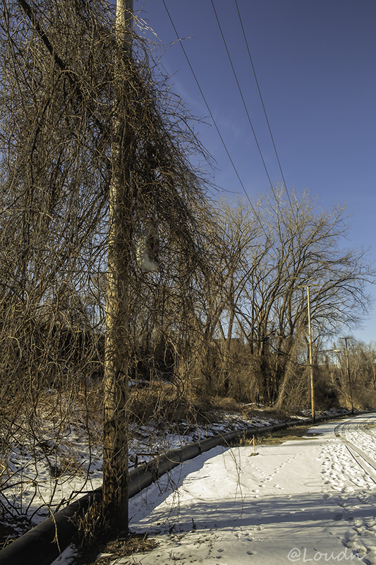 Invasive Vine @ Irishtown Bend 