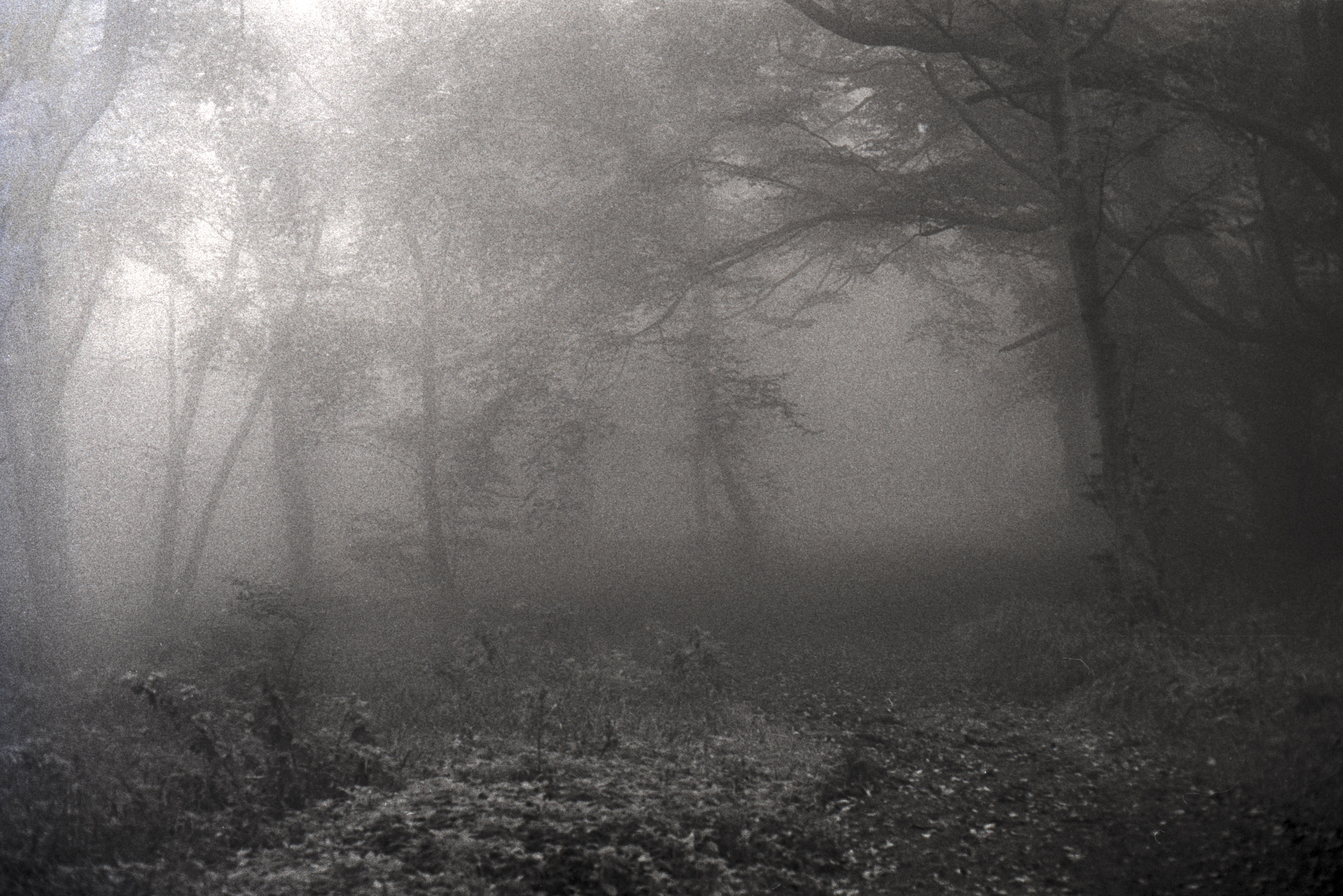 Ashridge mist-2.jpg