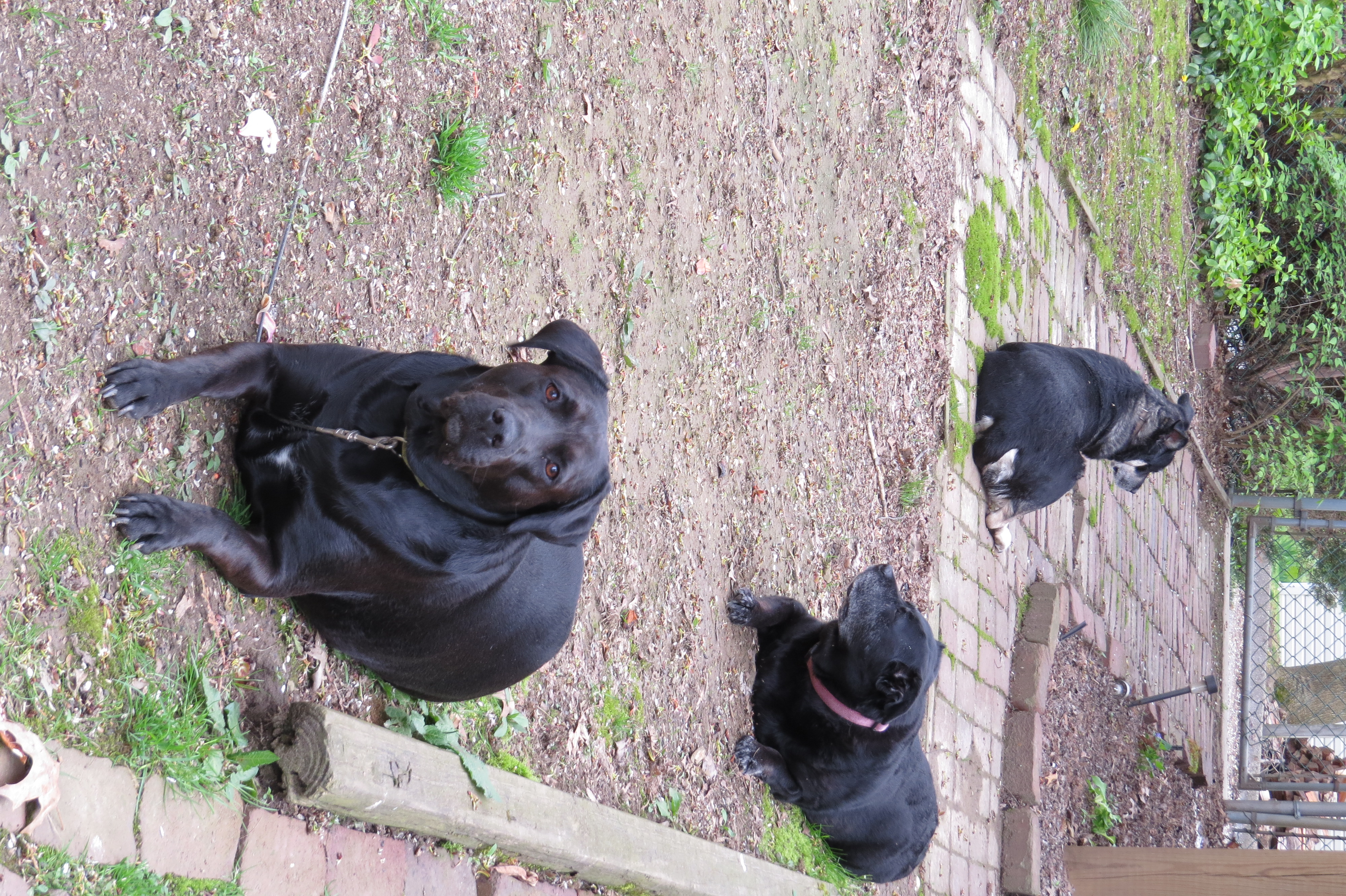 Maggie, Sadie, and Gretchen