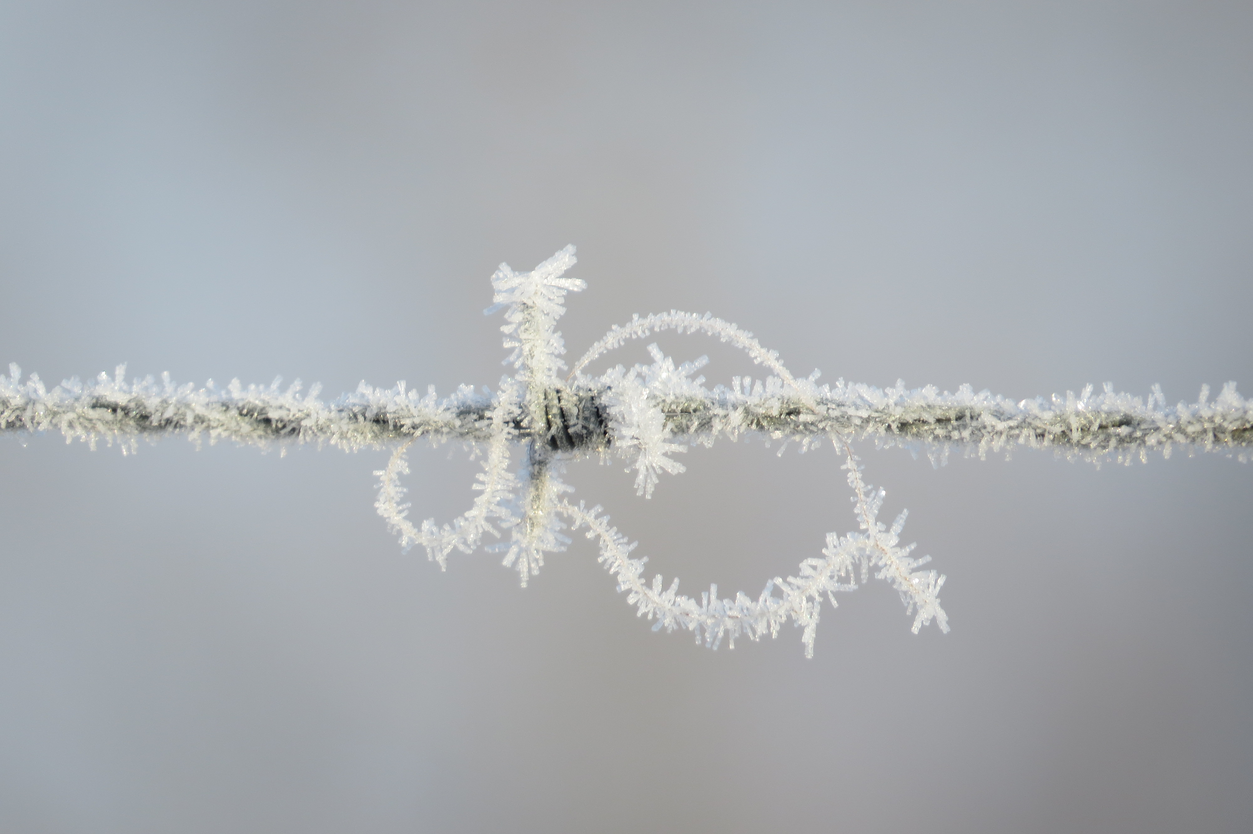 frost on barbed wire