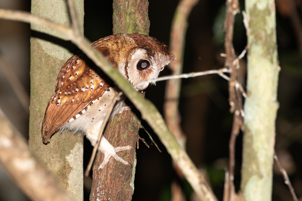 Oriental Bay Owl (Phodilus badius)