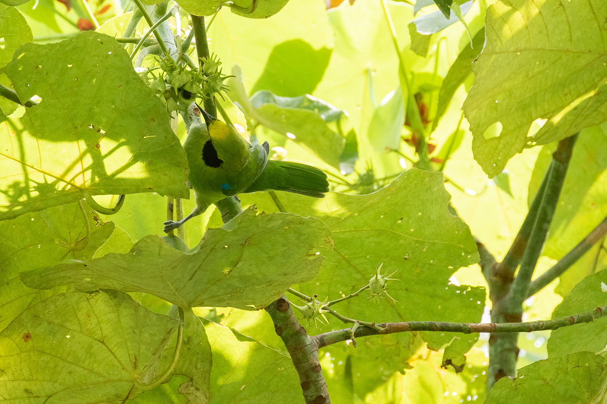 Sumatran Leafbird (Chloropsis media)