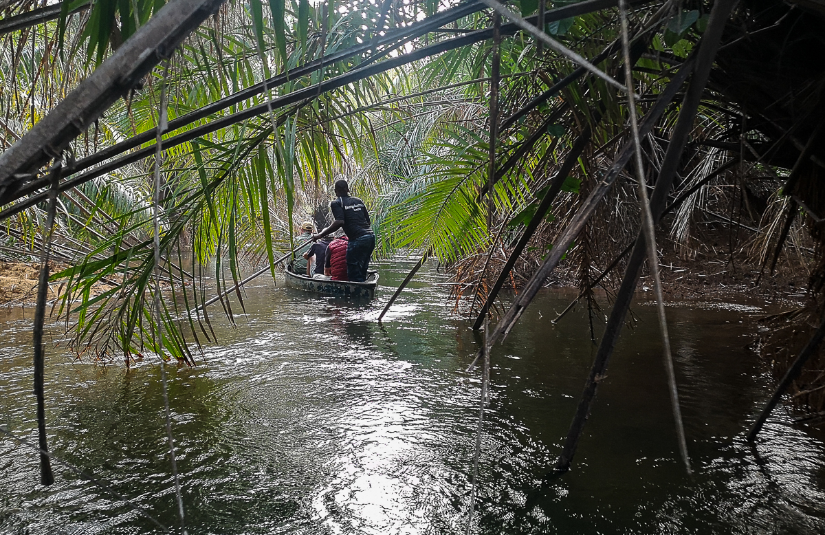 Canoeing the palm forest