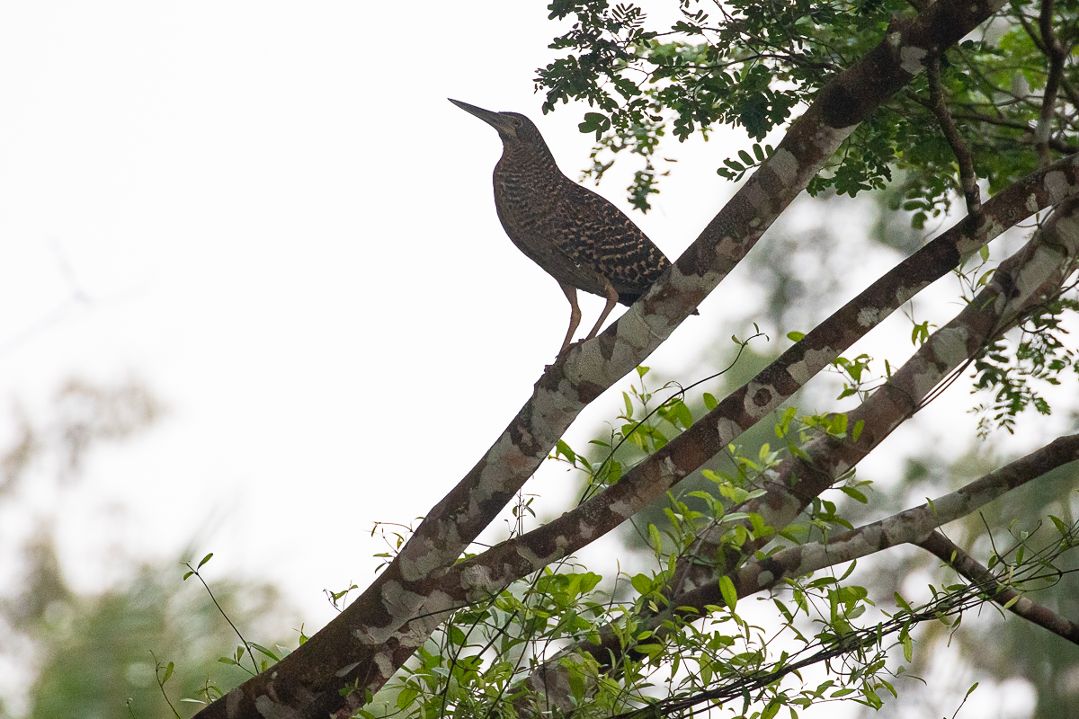 White-crested Tiger Heron (Tigriornis leucolopha)