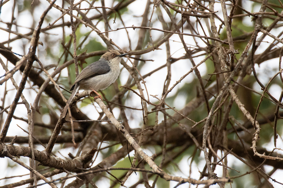 Brown-headed Apalis (Apalis alticola)