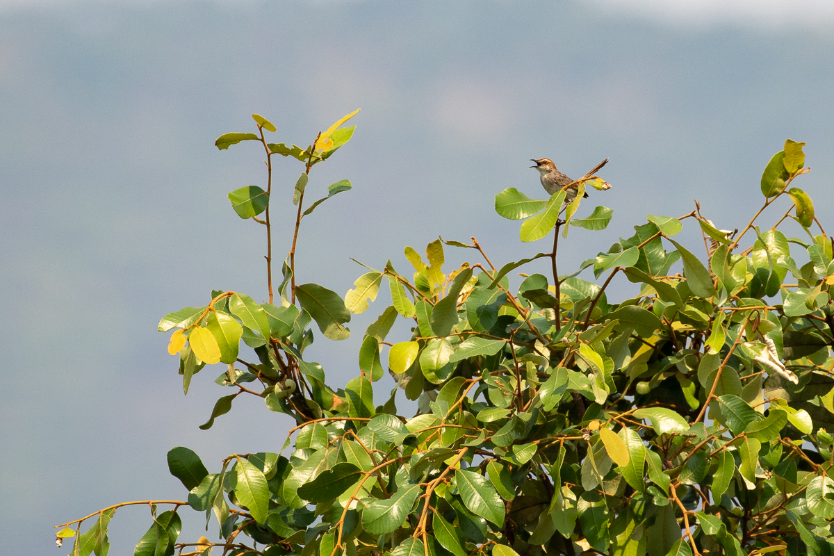 Tinkling Cisticola (Cisticola rufilatus ansorgei)