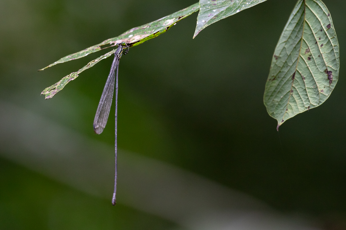 Damselfly sp.