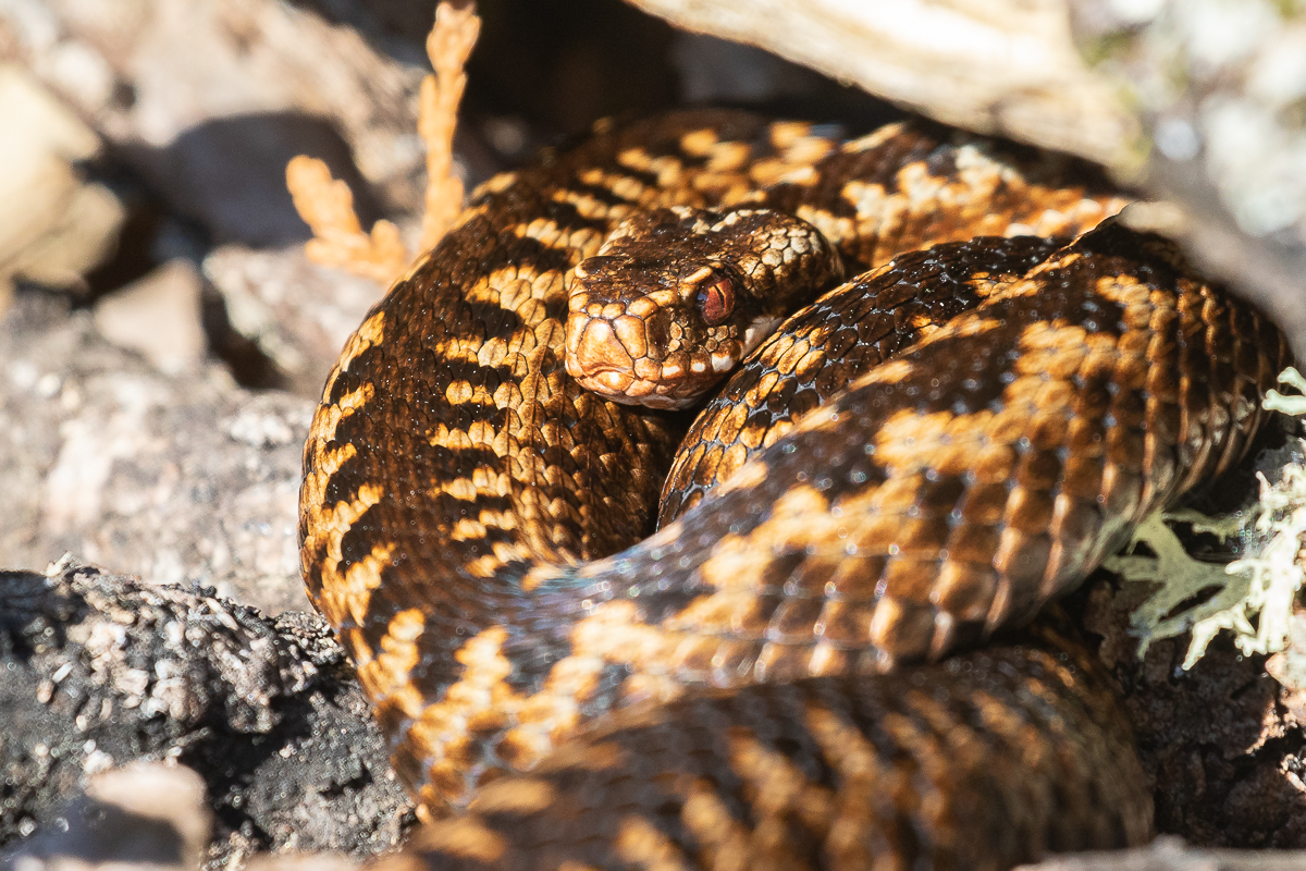 Common European Adder (Vipera berus)