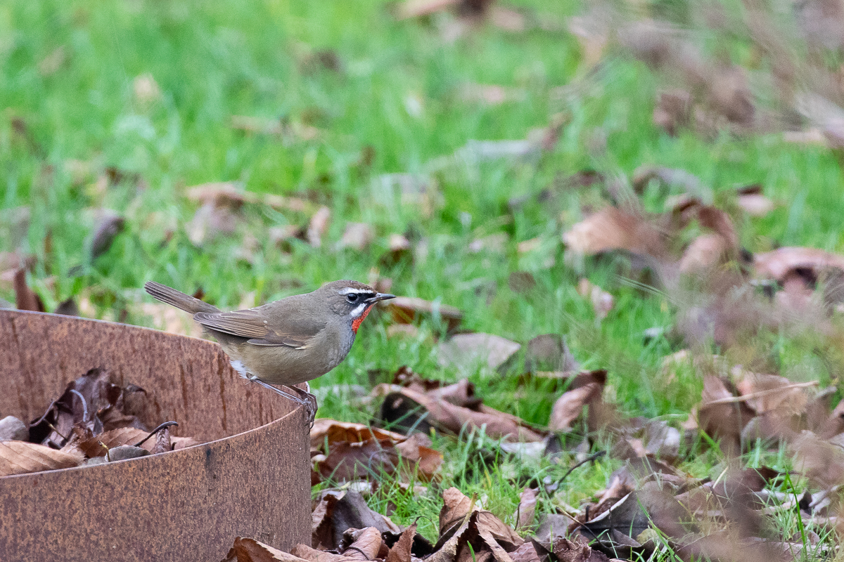 Siberian Rubythroat (Calliope calliope)