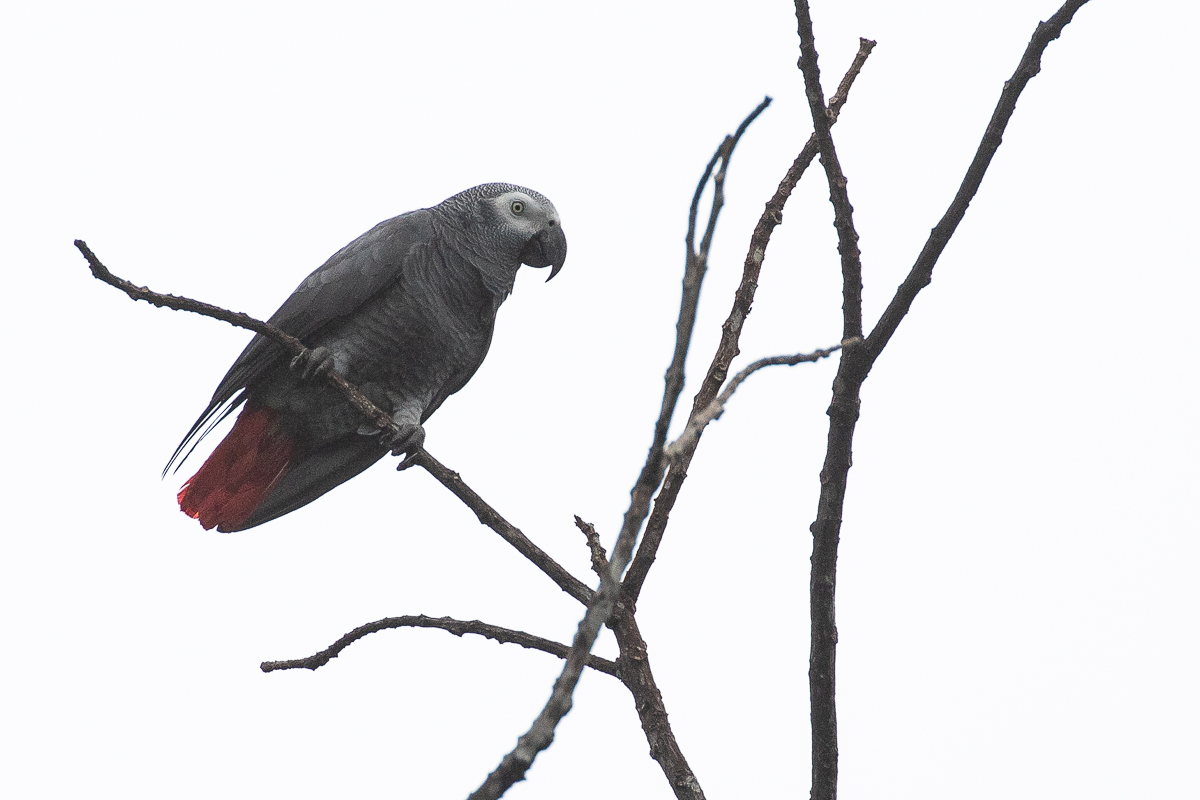 Timneh Parrot (Psittacus timneh princeps)