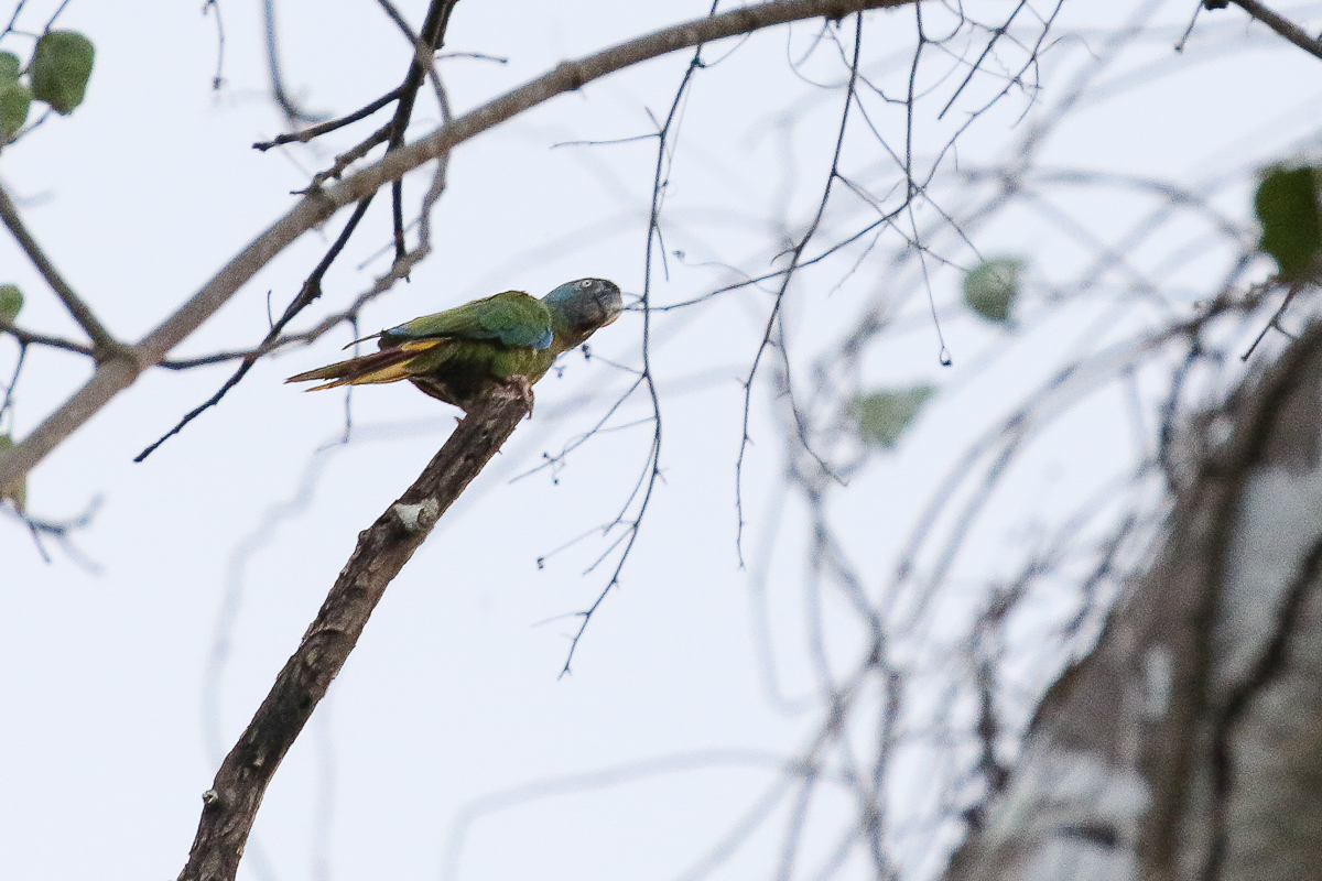 Blue-headed Macaw (Primolius couloni)