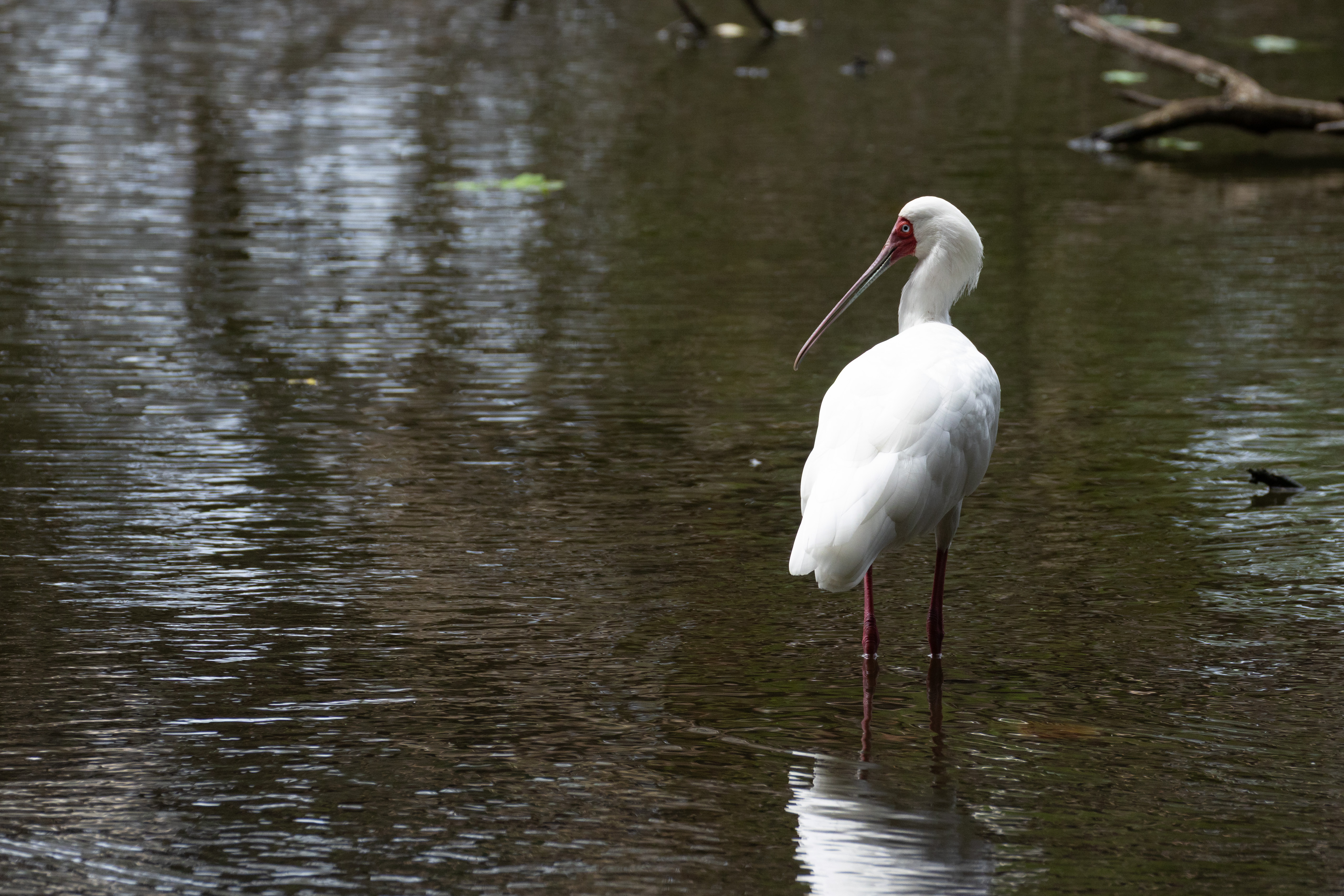 African Spoonbill (Platalea alba)