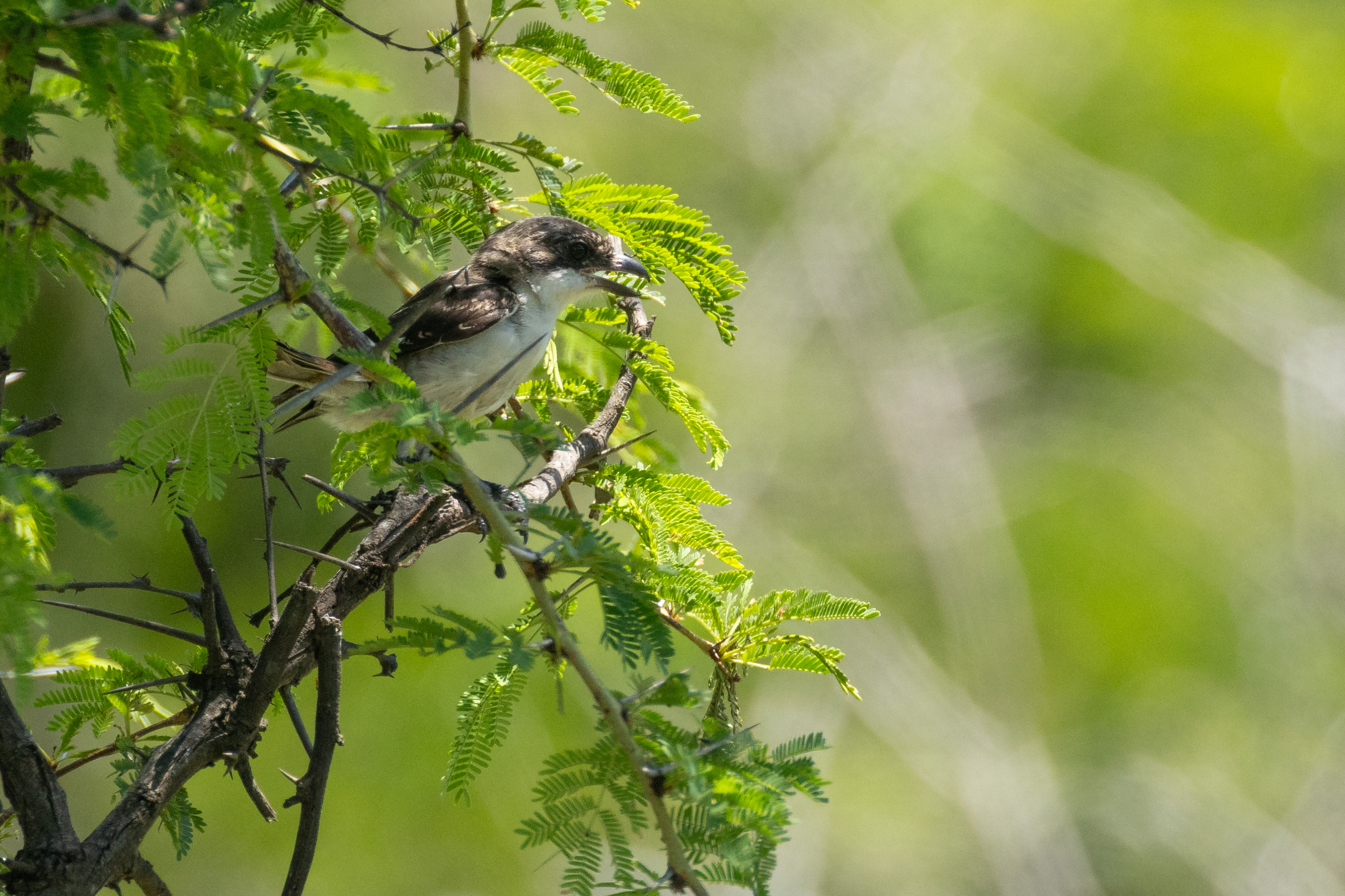Southern Fiscal (Lanius collaris)