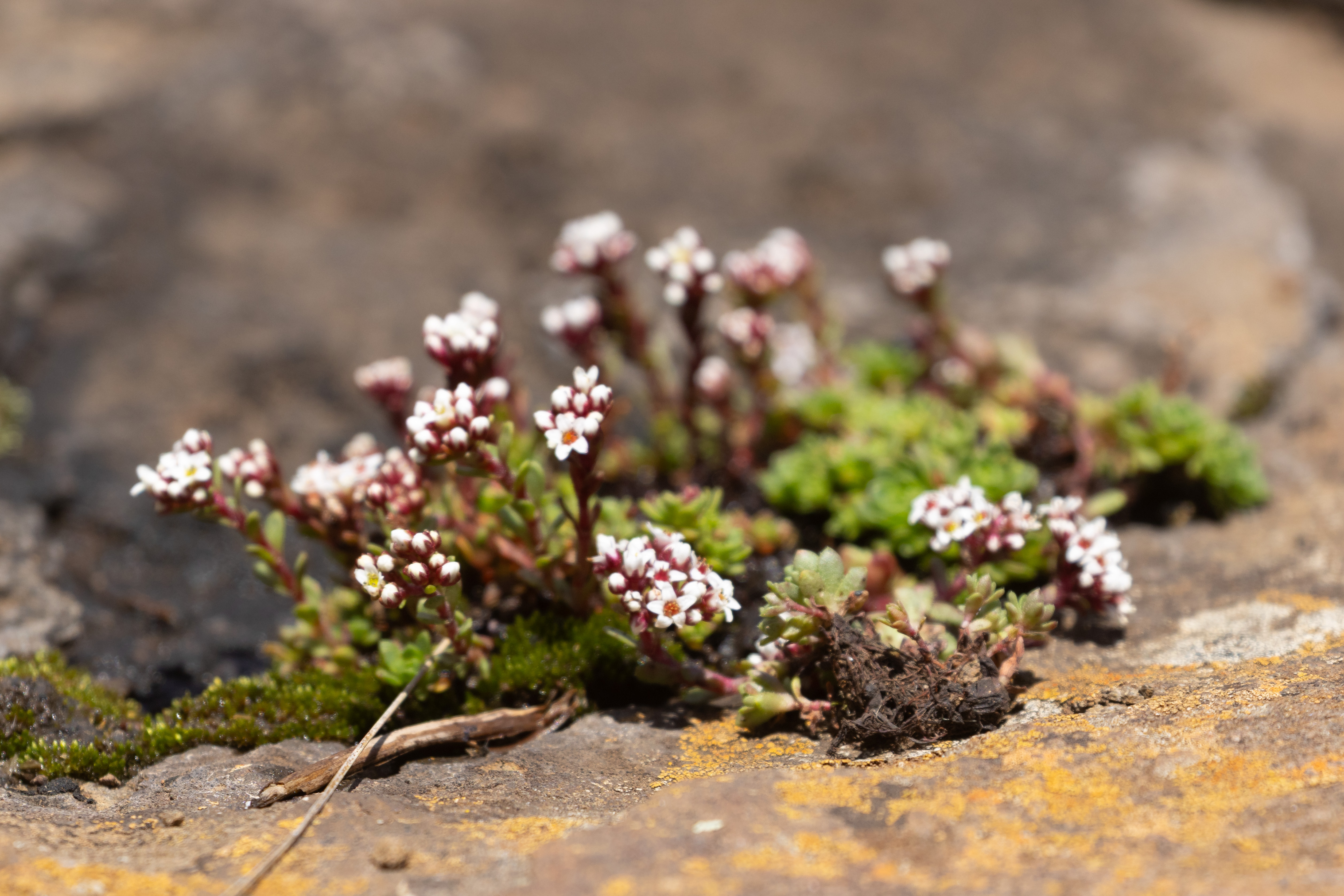 South African Pigmyweed (Crassula setulosa var rubra)