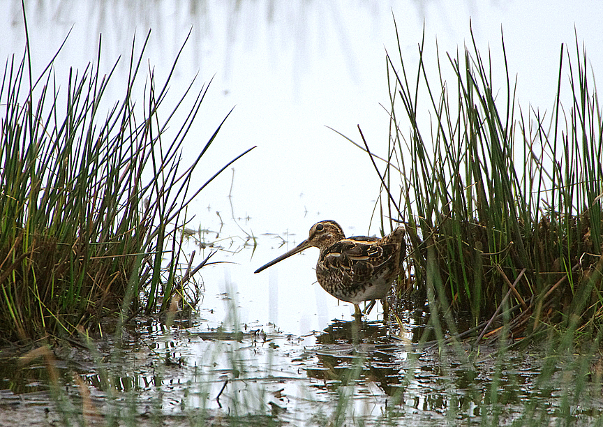 COMMON SNIPE . BOWLING GREEN MARSH . TOPSHAM . DEVON . 16 . 2 . 2019