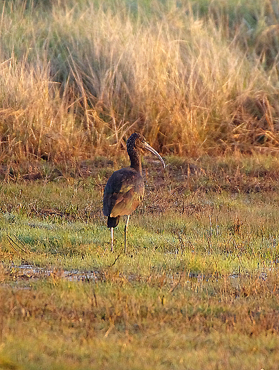 GLOSSY IBIS . EXTON MARSH . DEVON . 23 . 2 . 2019
