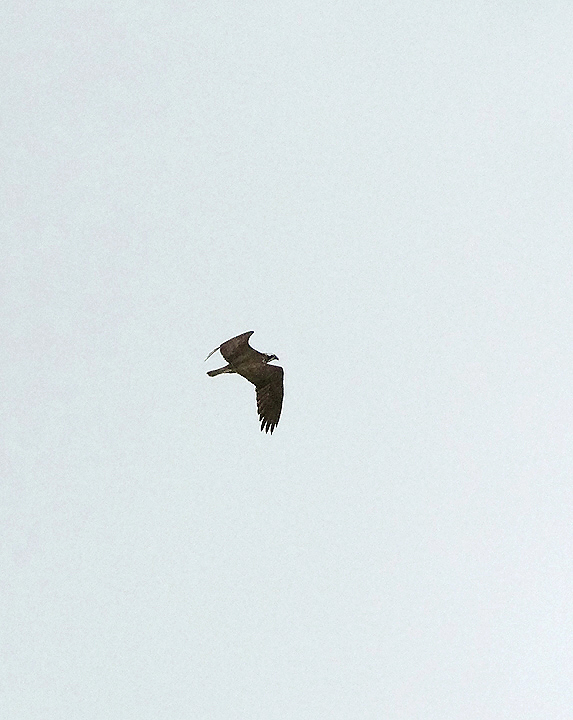 OSPREY . THE EXMINSTER MARSHES . DEVON . 25 . 4 . 2019