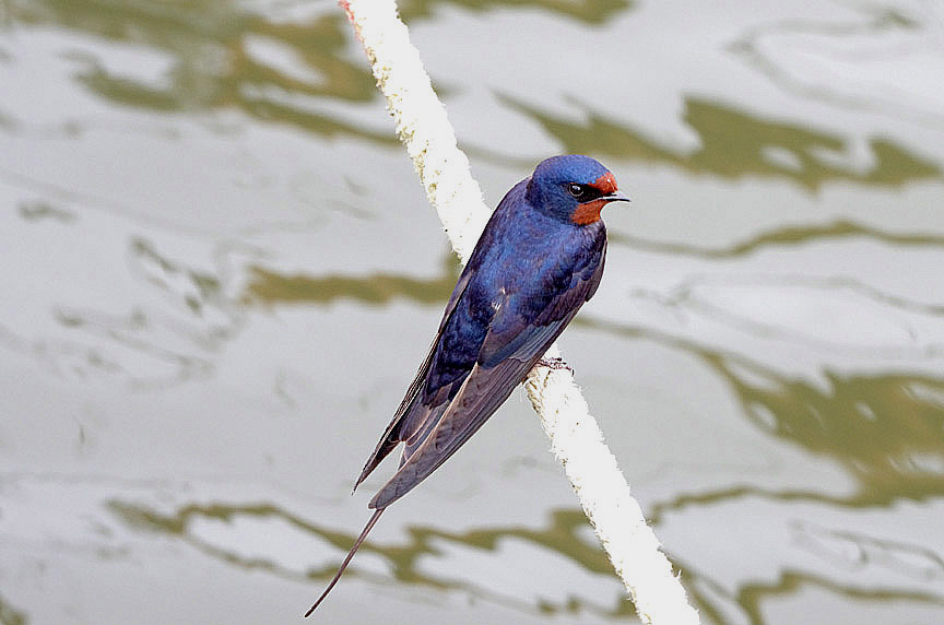 SWALLOW . TURF LOCKS . DEVON . 3 . 5 . 2019