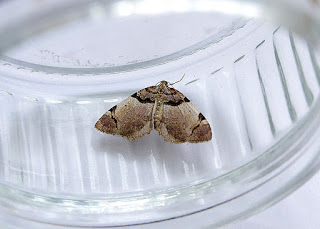 STREAMER ( Anticlea derivata ) _ TOPSHAM _ DEVON _ 18 _ 4 _ 2019.JPG