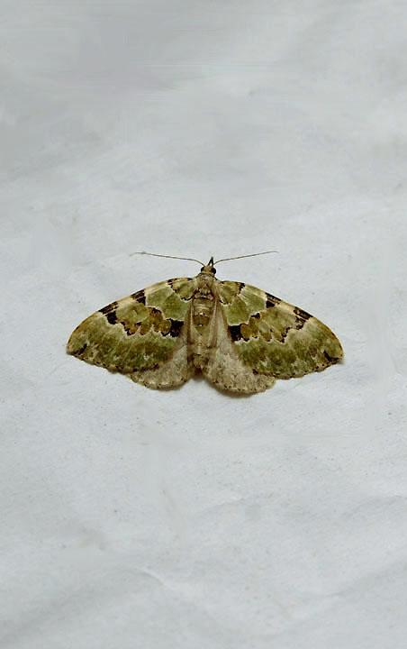 GREEN CARPET ( Colostygia pectinataria ) . TOPSHAM . DEVON . 31 . 5 . 2019.JPG