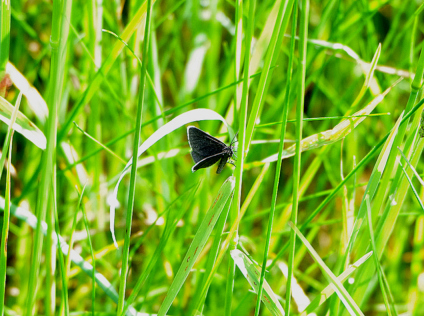 CHIMNEY SWEEPER ( Odezia atrata ) . STOCK HILL . PRIDDY POOL . SOMERSET . 22 . 6 . 2019 ..JPG