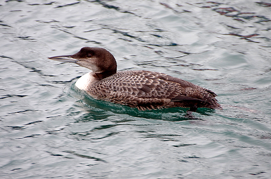 GREAT NORTHERN DIVER . BRIXHAM HARBOUR . DEVON . 7 / 1 / 2020