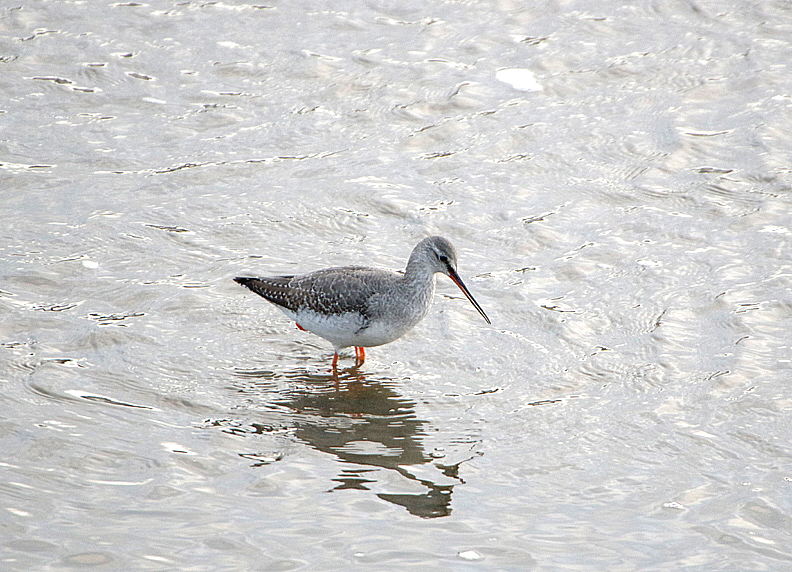 SPOTTED REDSHANK . FREMINGTON PILL . DEVON . ENGLAND . 4 . 2 . 2020.JPG