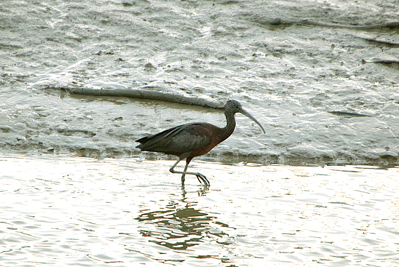 GLOSSY IBIS . FREMINGTON PILL . DEVON . 4 . 2 . 2020.JPG