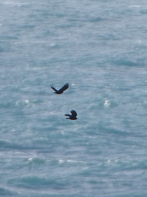 RED-BILLED CHOUGH . CAPE CORNWALL . CORNWALL . 27 / 2 / 2020