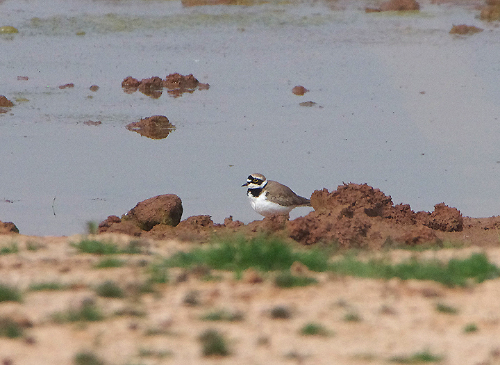 LITTLE RINGED PLOVER . THE EXMINSTER MARSHES . DEVON . 25 / 4 / 2020