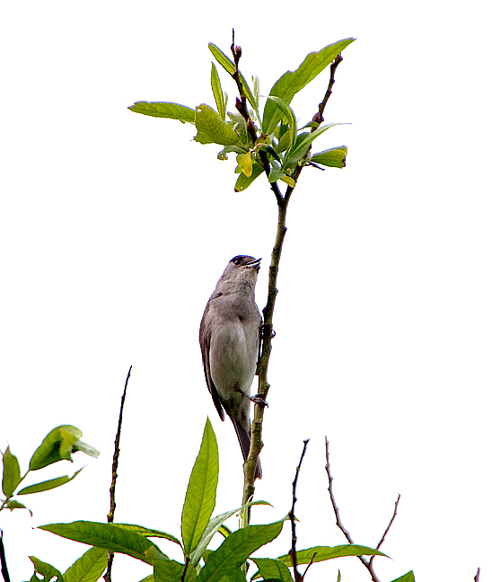 BLACKCAP . THE EXMINSTER MARSHES . DEVON . 2 / 5 / 2020