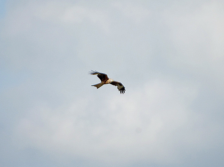 RED KITE . THE EXMINSTER MARSHES . DEVON . 11 / 5 / 2020