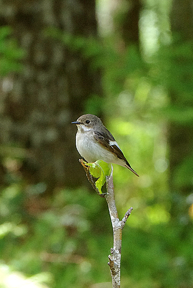 PIED FLYCATCHER ( Female ) . YARNER WOOD . DEVON . 14 / 5 / 2020