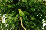 ROSE-RINGED PARAKEET ( Psittacula krameri ) . HOME PARK . PLYMOUTH . DEVON . 1 / 4 / 2016