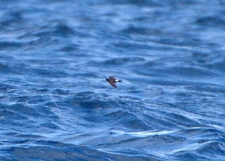 European Storm Petrel . The Western Approaches . 9 / 8 / 2020